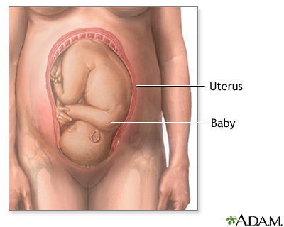 C-Section Normal Anatomy 1