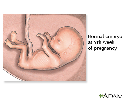 9 week old baby in womb